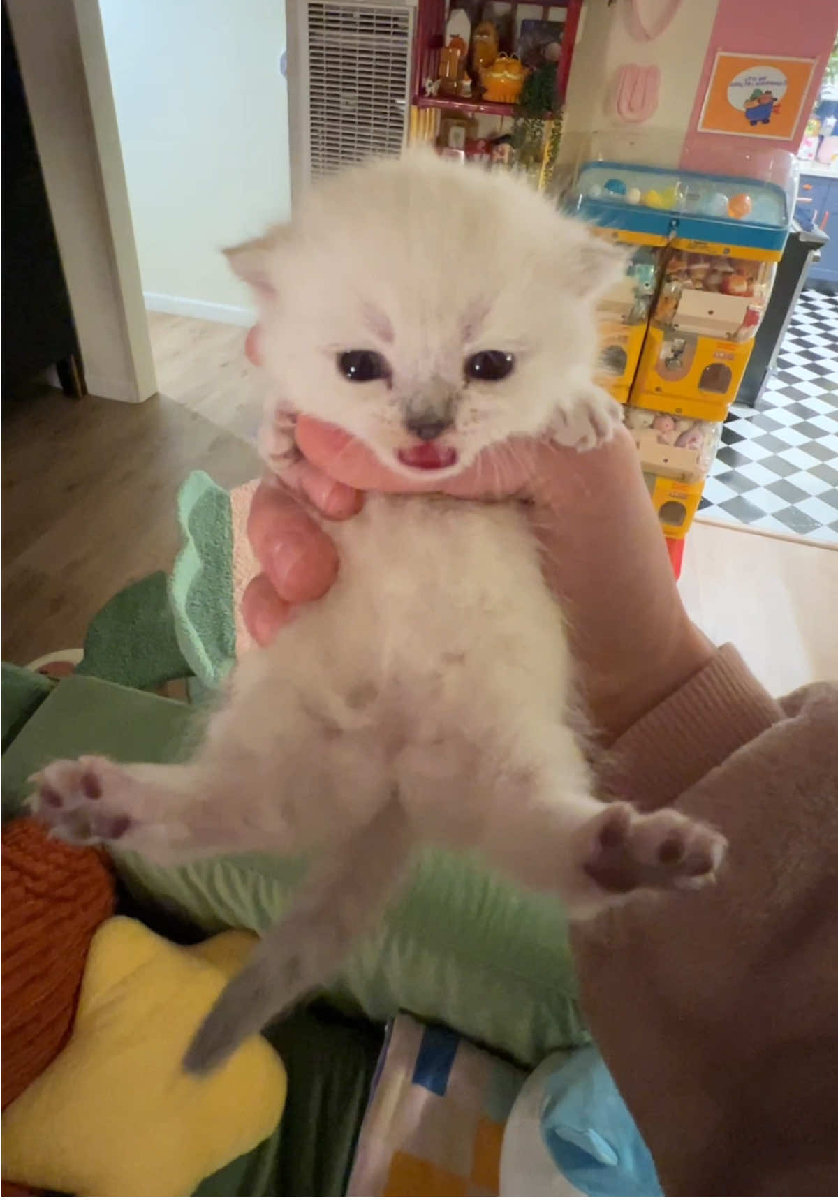 apparently we had 2 clips n forgot about one #fypppppppppppppppppppppppppppppp #doobscoobgoob #catsoftiktok #kitty #fypシ゚viral 