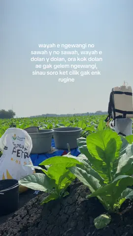 #petanimuda #fyp #petaniindonesia🇮🇩🇮🇩🇮🇩🌿🌿 #tembakau #viral #tembakaubojonegoro #xyzbca 