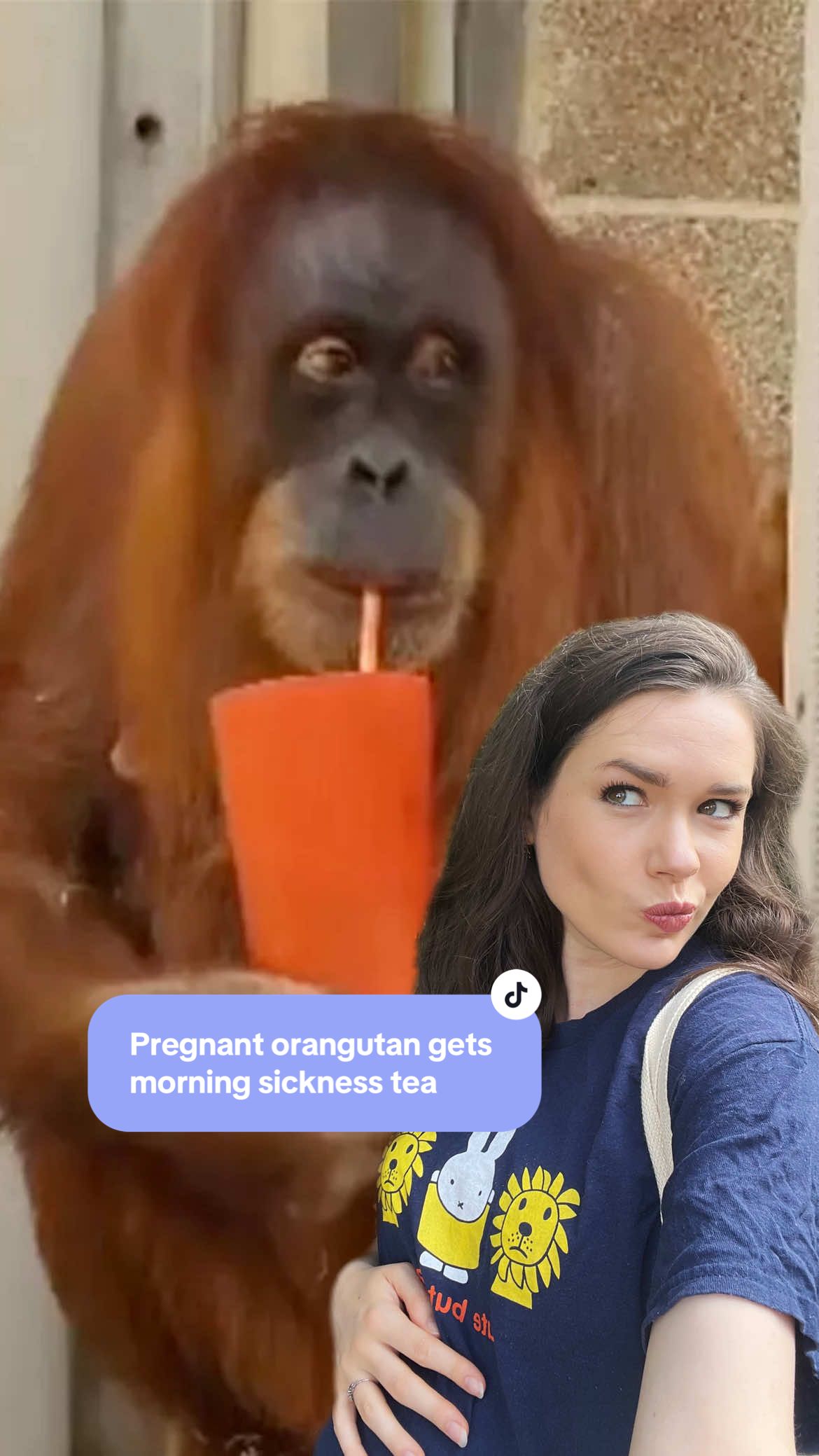 Any other pregnant mamas feel like this orangutan?? 🦧  In 2023, a pregnant orangutan called Eirina was worrying her keepers at Denver Zoo.  She was refusing to eat or drink and barely came out of her nest. That was until one of her keepers remembered a special tea that she had drunk during her own pregnancy to help with morning sickness. As soon as Eirina tried the tea, she became much more like herself and even agreed to eat something. And from then on, she waited every morning for her special tea to arrive 🥹 Any other pregnant mamas massively relate to this?? Video credit @denverzoo  #pregnancy #pregnant #morningsickness #orangutan #pregnancylife 