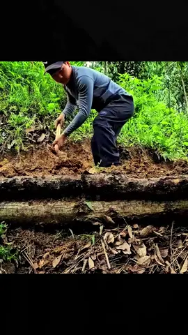 Build a house solo in the forest #bushcraft #camping #Outdoors #build #survival #viral 