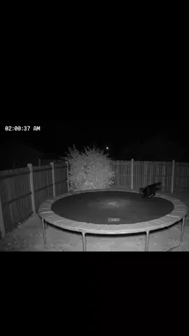 Камера ночного видения🤯 #медведь #батут #кошка #nightvis #камера #trampoline #bear #rofl #юмор #прикол 
