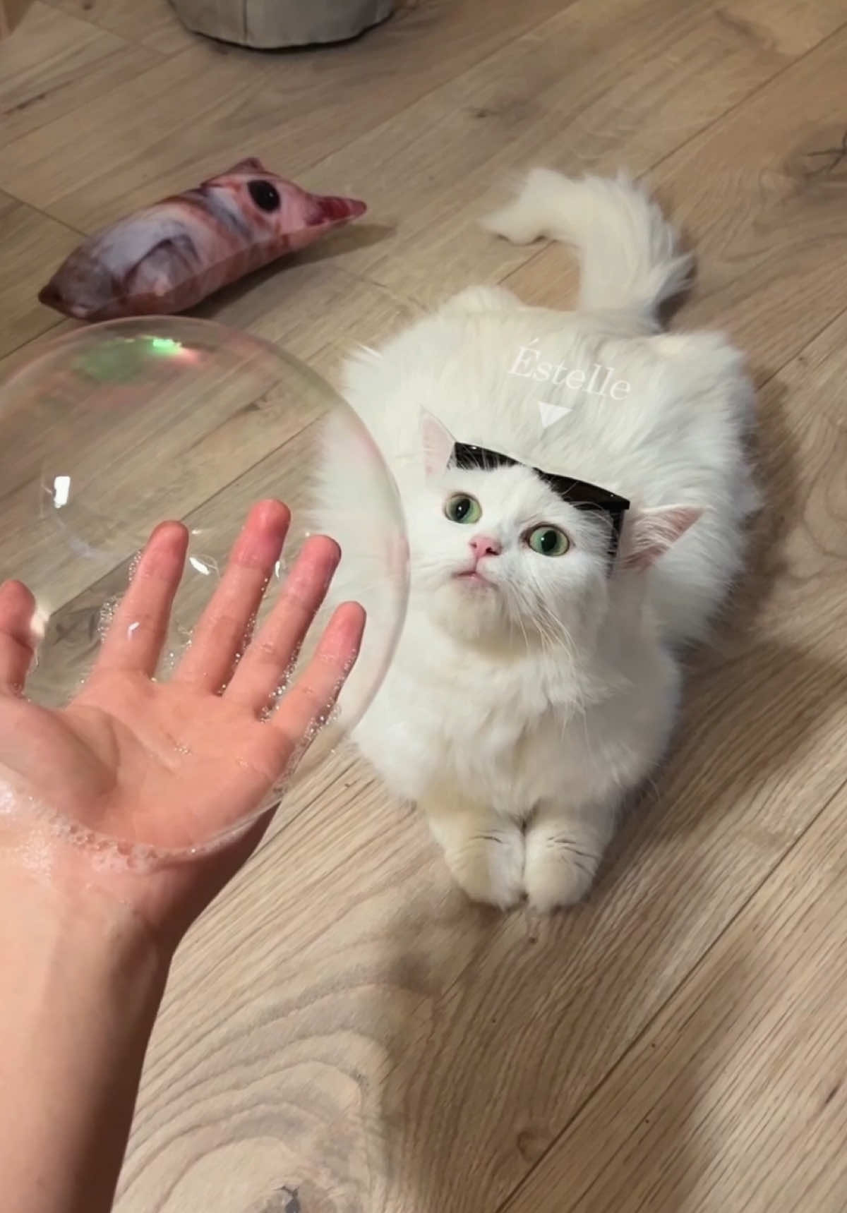behold rasengan #éstelle #bunny #cat #smirk #catsmile 