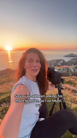 Back wildlife filmmaking with the bunnies 🐰🌸🌿🎥🥹 Share with anyone who needs to see some baby bunnies 🥹 This evening when I hiked out it was cloudy and grey when I arrived, but as the evening came in the clouds cleared and turned into a beautiful sunset 🌅 And the bunnies were so cute! 🥹🐰🐾🌸🌿 @hannahstitfall on Instagram ❤️  #wildlifephotography #wildlife #fyp #wildanimals #babyanimals #cuteanimals #babybunny #bunnies #rabbits 