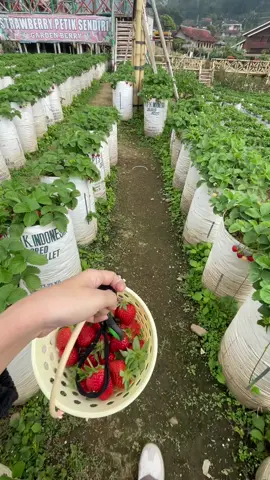 Modal 10rb udah bisa makan dan petik buah strawberry sepuasnya di kebun nya langsung🍓🤤 #fyp #foryou #foryoupage #strawberry #ciwidey #bandung #melovestoridiary
