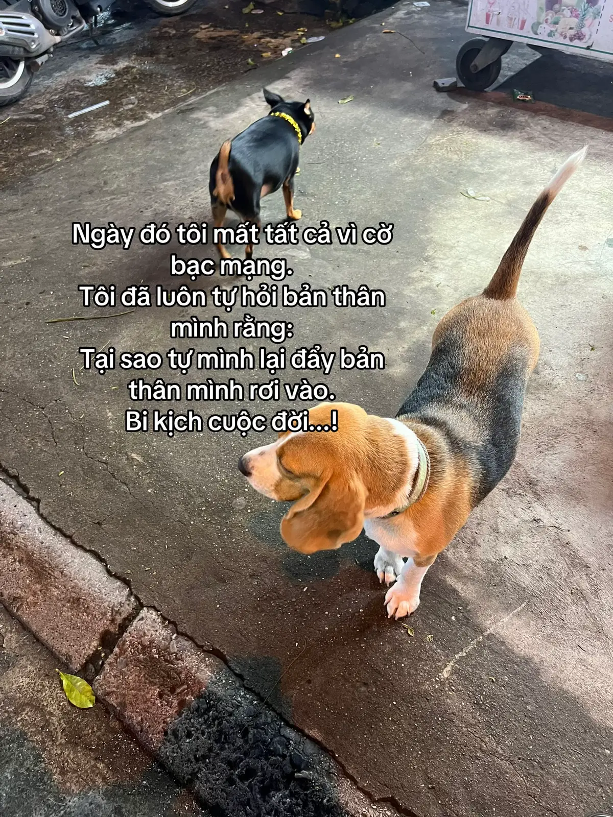 Tại sao vậy 