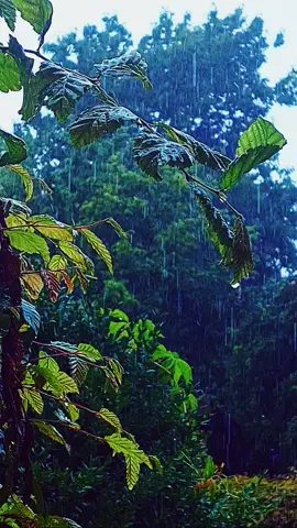 🌧🍃 #regen #videoviral #chuva #garden #garten #natur #blätter 