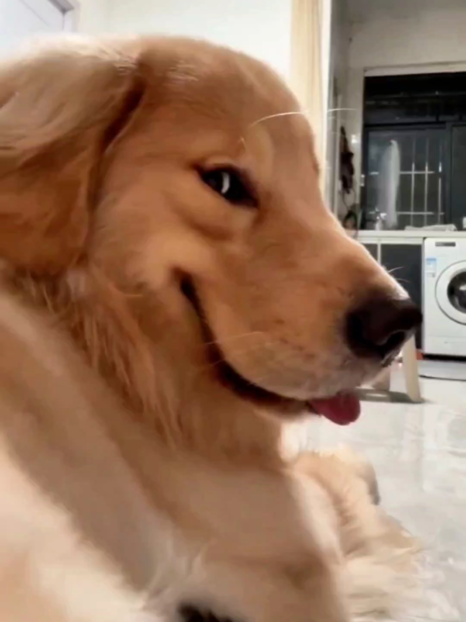 🤣Funny Animals 2025🤣Funny Cats and Dogs video🐱🐶 part-58 #funnyanimalvideos  #funny #funnyvideos #funnyanimals #funnypets #funnypetsvideo  #cat #dog #cats #dogs #catlovers #doglovers #funnycat #funnydog #catoftiktok #dogoftiktok 