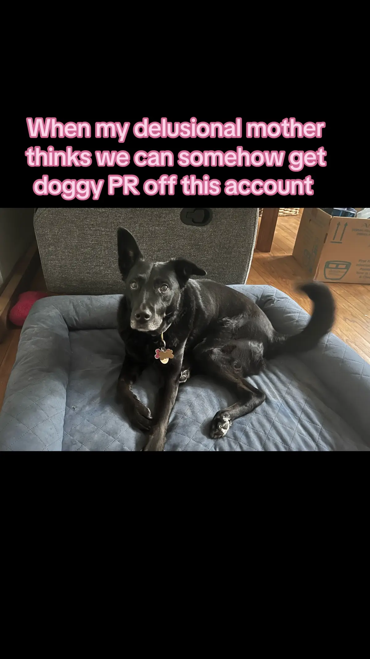 My delusional mother thinks we can somehow get doggy PR off this account even though we only get 300 views #fyp #dogsoftiktok #dogmoms #maybe #doggylove #myabby 