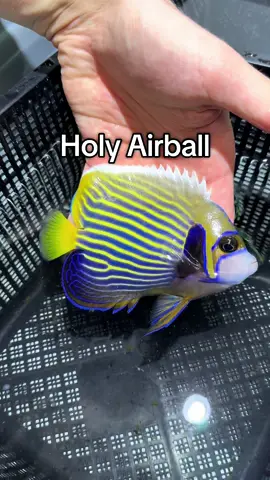 HolyAirBall! Which one was your favorite? 🐠 #fish #aquarium #holyairball #colsonscritters 