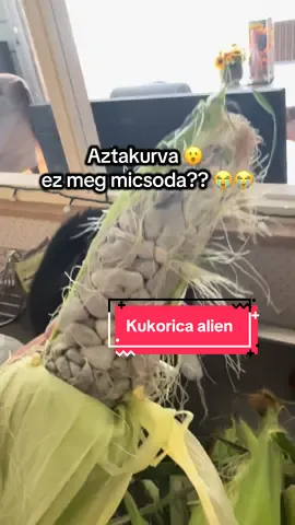 Idő közben megtudtam szüleimtől a választ. Kíváncsiak vagytok rá? 😮 #nekedbelegyen #baszdbeforyouba #kukorica #ezmegmicsoda 