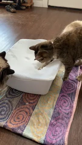 We always bring in some snow for our indoor cats. #cat #cats #catsoftiktok 