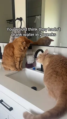 Daily routine. Taking turns. #cats #catsoftiktok #fyp #fypシ 