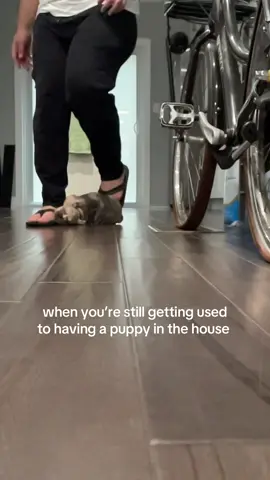 No frenchies were hurt in the making of this TikTok 
