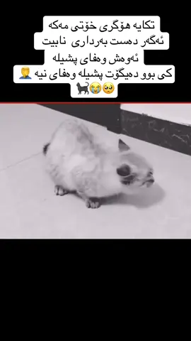 #foryou #foryoupage #cat #پشیلای_ماڵی ##کوردستان_سلێمانی_کەرکوک_هەولیر 