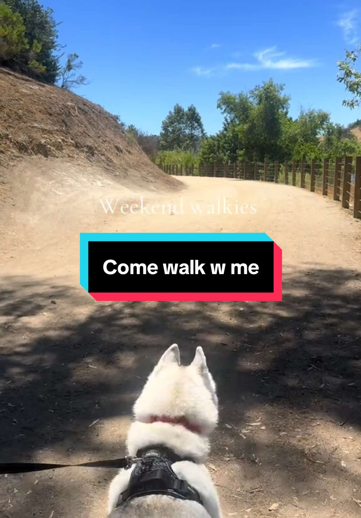 Getting some steps in… . . . . . #husky #huskylife #saturday #dogpack #doggypack #siberianhusky #weekend #fyp #huskysoftiktok #doginfluencer #trail #nature #dogwalk #walkies #fi #ficollar #huskiesoftiktok 