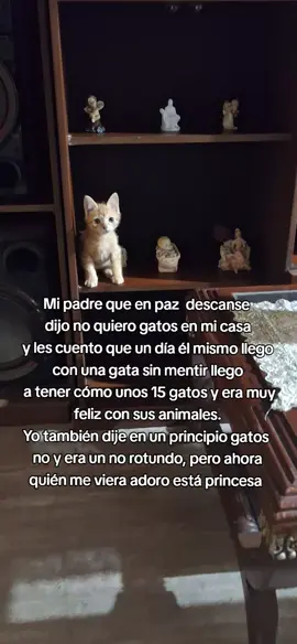 Ahora amamos a está princesa que no las dejaron abandonando aquí en la puerta de la casa. #paratiiiiiiiiiiiiiiiiiiiiiiiiiiiiiii #cat #fyp #gatostiktok #foryou 