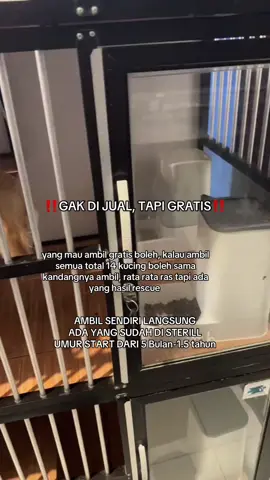 yang mau DM #freeadopt #kucingadopsi #adopsikucing #adopsikucinggratis 