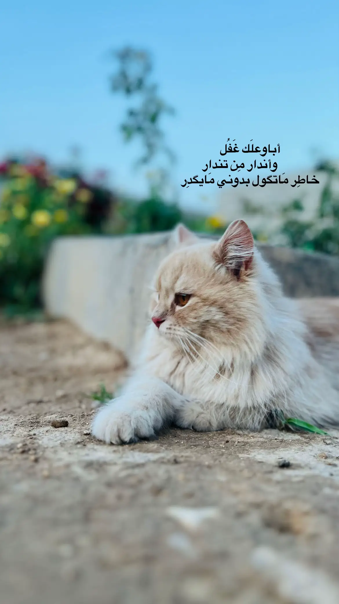 #اقتباسات #عبارات #تصويري_احترافي_الاجواء👌🏻🕊😴 #cat #fyppppppppppppppppppppppp #قطط #اكسبلور #لايك #الانبار_موصل_بغداد_اربيل_كل_المحافظات 