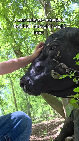 I thought I could trust him #bull #cow #livestock #cattle #ranch #attacked #rodeo 