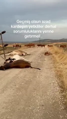 @Azad Eryılmaz #dıcleelektirik #diyarbakır #büyükbaşhayvancılık #keşfet#