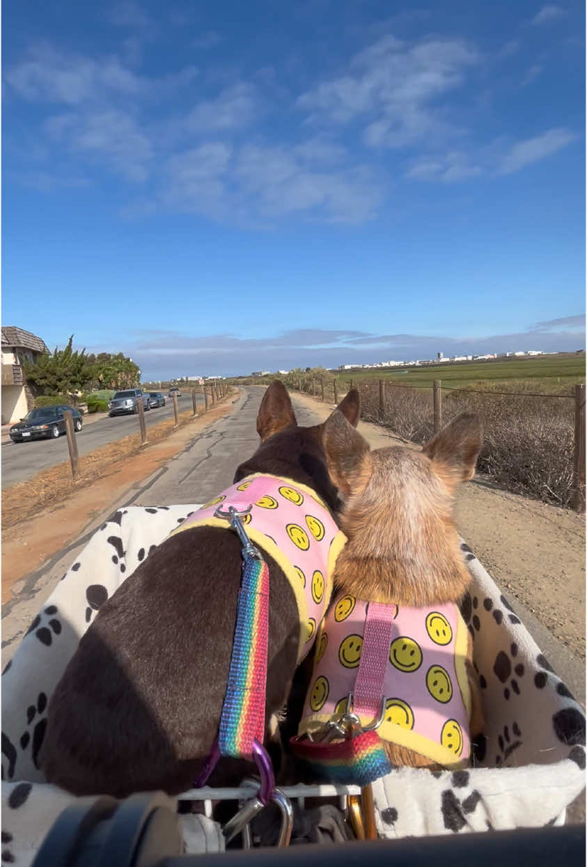 #chihuahualife #perfectday #beach #fyp 