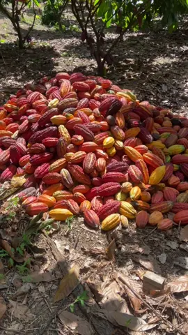 #cacao #cacau #pará 
