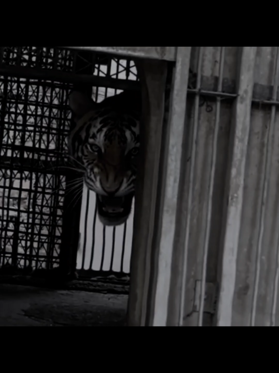 🐅🐅🐅 #tiger #edit #global #aura #animals #tigeredit #fyp #videoedit #capcut 