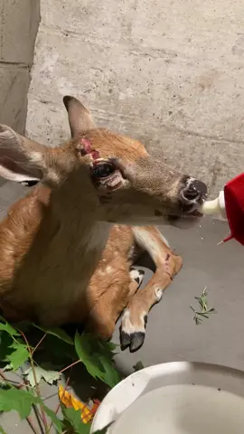 PEBBLES UPDATE  Pebbles reminding everyone to drink their milk before bed  #pebbles #rescuefawn #wildliferrescue #rehabilitation #deerrescue #milk #bedtimesnack 