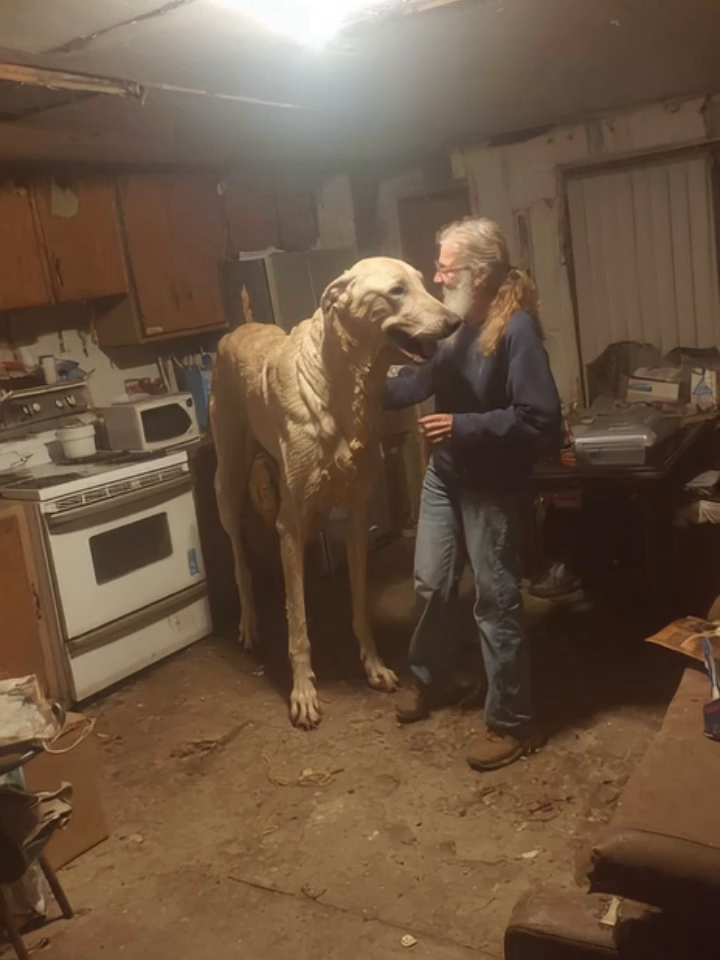 Meet Titan, my uncle’s legendary giant dog! 🐕‍🦺 This gentle giant has been breaking records ever since he was a puppy, he’s always been bigger than all the other dogs in the neighborhood, and nobody knows why. Titan was actually abandoned as a baby because of his size, until my uncle found him at a shelter and brought him home. Now, Titan is not just a pet, he’s family, and trust me, he eats as much as a horse and takes up half the kitchen! People come from miles around just to see him, and my uncle says he’s the best friend he’s ever had. Their bond is unbreakable, and every day is an adventure with the world’s biggest, most loyal dog. #GiantDog #Pets #Animals #Dog