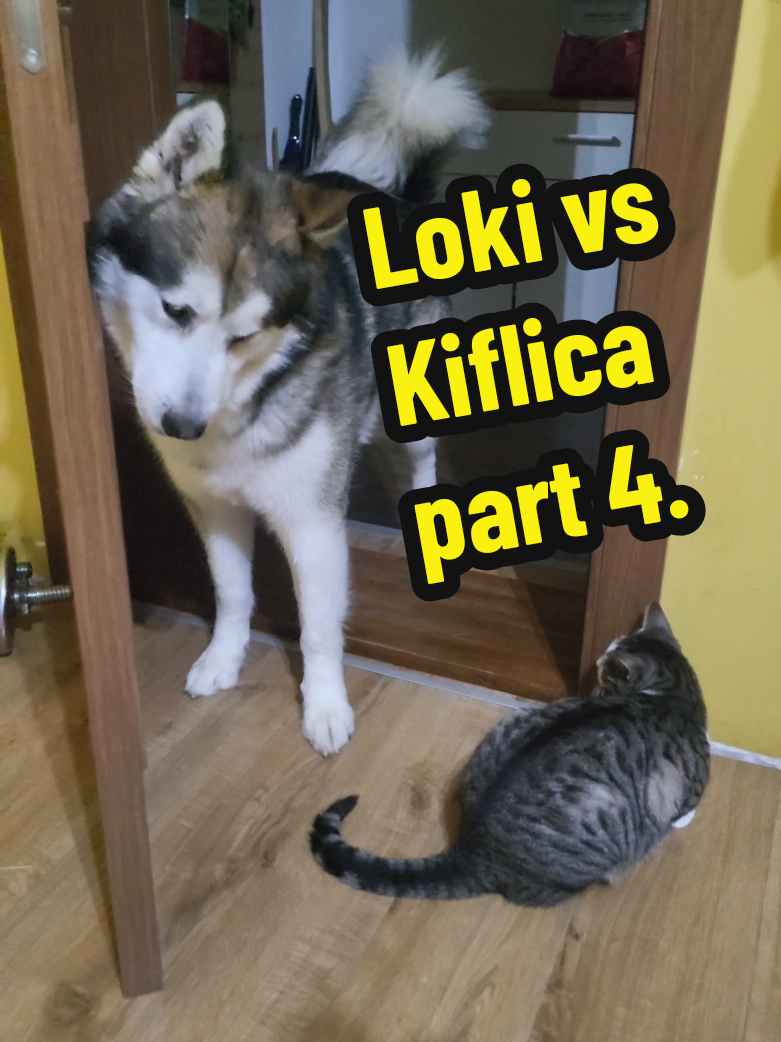 Ok nisam odoleo da ne snimim još jednu porodičnu dramu. A zatekao sam kasnije Lokija za računarom kako Gugla 