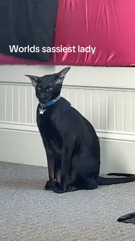 I know I need to dust my mirror be quiet #cat #silly #attitude #fyp #blackcat 