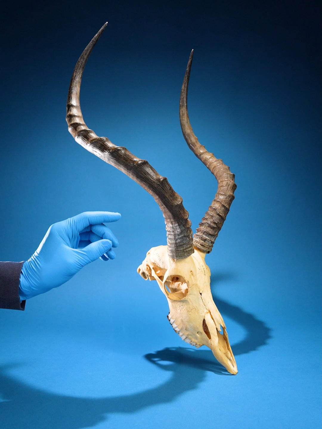 Did you guess the animal right? I thought this was a gazelle, but I was wrong. Gazelles have long straight horns. This animal has 