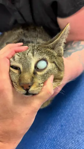 When you’re so chonky that your fat mobilizes and settles in your eye!  But then you have a great vet who cures you within 12 hours!  Yay. 