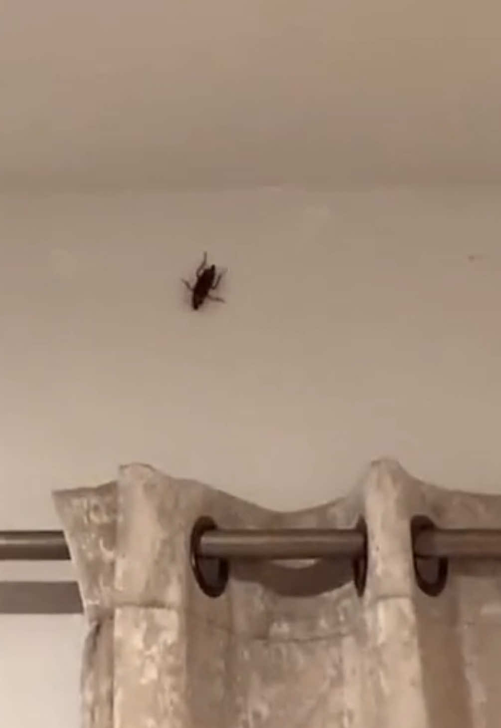 Flying 🪳  #jet2holidays #cockroach #fyp #funny #trending #jet2holiday #florida 