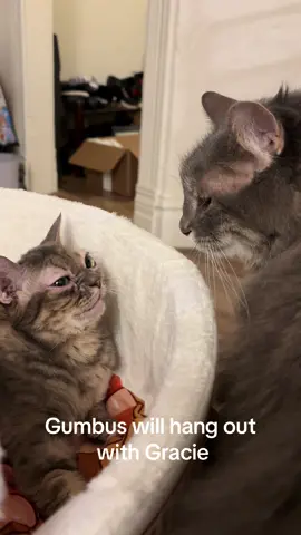Very cool!  #fyp #foryoupage #Gumbus #rescuekitten #catsoftiktok #kittensoftiktok #rescuecat 