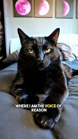 Time to reevaluate😅 #foryou #blackcat #catsoftiktok #relatable #friendship #Relationship #funny #joke 