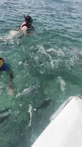 #cancun #mexico🇲🇽 #HolidayBeat #fish #seeyouagain 