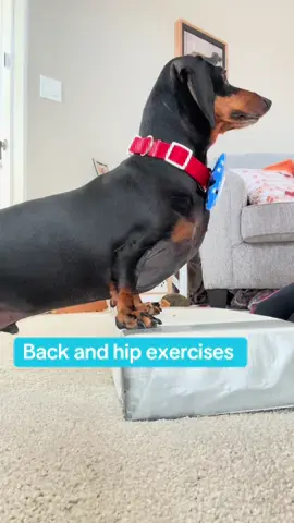 #henrythedacshund #foryourpage❤️❤️ #weenlife🐶 #DoggyYoga #HipDysplasia #ExercisesForDachshunds