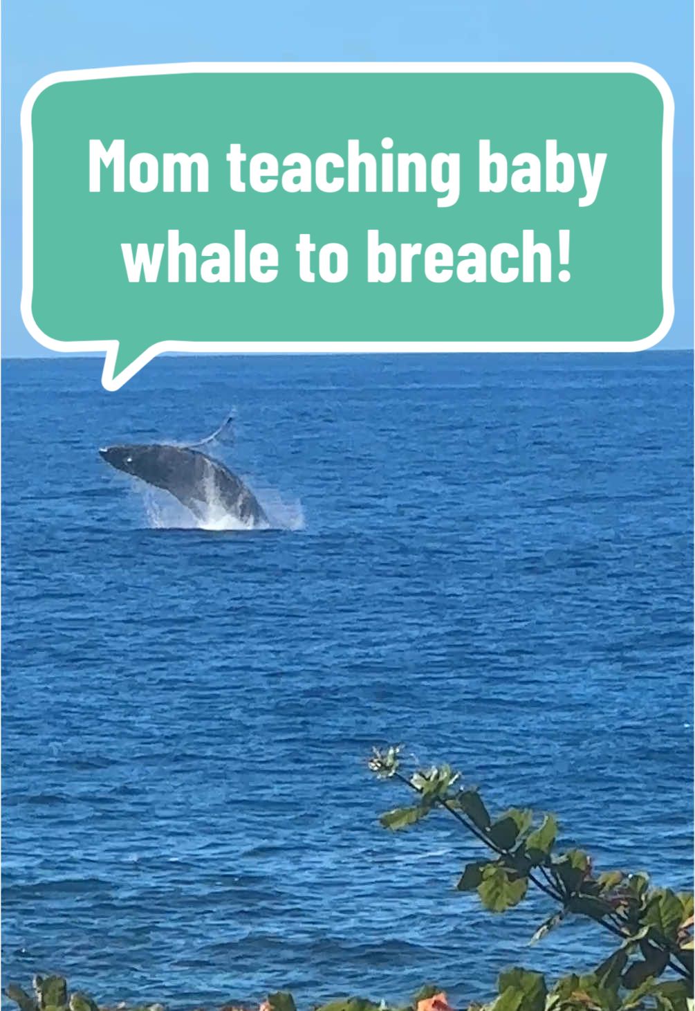 From our treehouse retreat center lookout, we witness the most magical moments! This one is a mama whale teaching her baby how to breach!  Watching from above with my own magical mama, I was reminded that the best way to learn is by watching, doing, and, most of all, playing! What’s the most amazing thing you’ve learned from your mama? For retreat info or to plan your dream vacation email my amazing parents: info@yogaadventure.com #AlisonsAdventures #TreehouseTales #WhaleWisdom #OceanClassroom