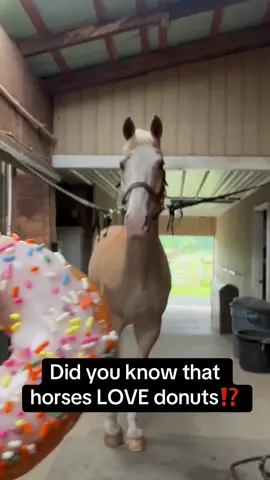 POV: Homer Simpson if he was a horse 🐴🍩 #RoadTo19Million #Pubity  (jmpaquette via Collab)