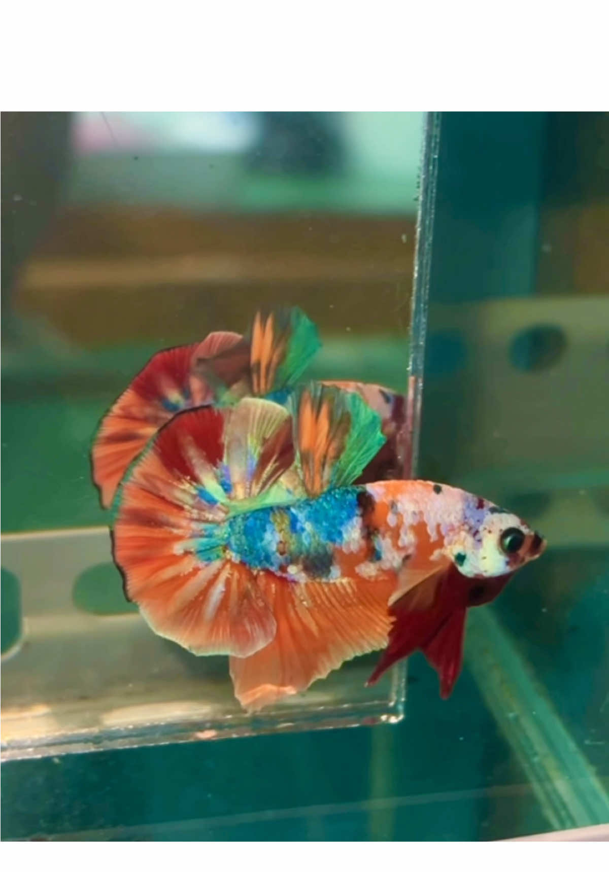 Nemo Candy #cábetta #betta #bettafish #nemocandy #multicolor #tonybetta 
