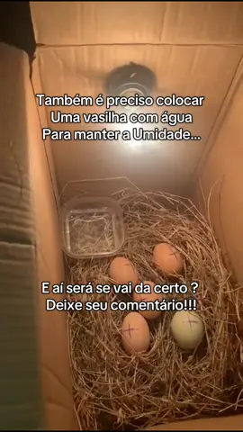 Fiz minha chocadeira caseira,Será se vai da certo ?  #galinha #galinhas #galinhacaipira #chocadeira #chocadeiracaseira #chocadeiraartesanal #pintinho #pintinhos #fazenda #sitio #internet #rancho #vidanositio #avicultura #aves #foryo #foryiupage #viral #viraltiktok 