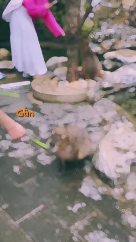 Em capybara nè🤣 Ẻm vô tri hơn tui nữa🤣🤣🤣  #tiktok  #capybara #capybaratiktok#chuotlang #dalat #mongoland  