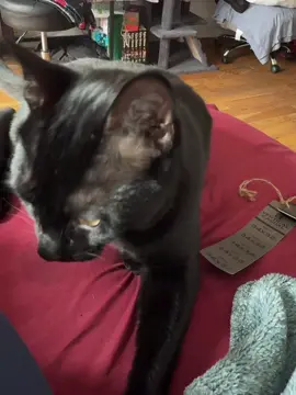 This lil man think he slick. #blackcat #cats #fyp #foryou #fypシ 