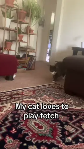 He likes to play fetch with new toys only #cat #cattoys #PetsOfTikTok #catsoftiktok #fetch 