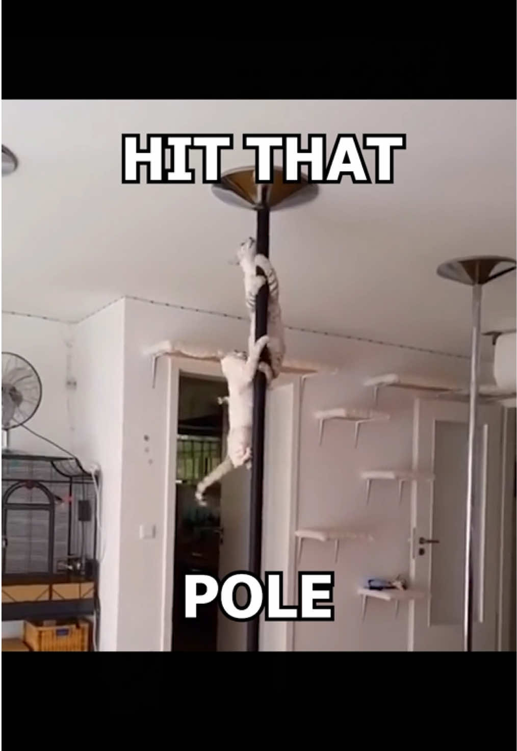 🗣️ 🗣️ NO POLE 🔥 🔥 #nopole #dontoliver #catsoftiktok #catedit #catcore #cats 
