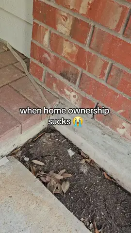 umm a snake just came out it's skin on my front porch 😱 Comment the craziest thing you came across on your property 👇 Follow me for more real life content 🏡 #homeowner #snakes #notfunny #whatthehell #homeownership 