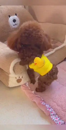 cut#dog #pet #foryou 