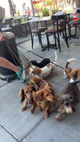 Innocent bystander in Palo Alto 