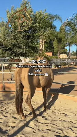 Dm us for more info! #friends #parati #ranchoponce #horses #riversidecounty #horsesoftiktok #foryoupage #fyp 